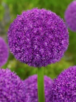 Allium Ambassador (3 ks/bal.)