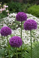 Allium Ambassador (3 ks/bal.) – Obrázok 2