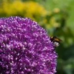 Allium Ambassador (3 ks/bal.) – Obrázok 5