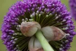 Allium Ambassador (3 ks/bal.) – Obrázok 4