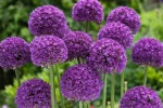 Allium Ambassador (3 ks/bal.) – Obrázok 3