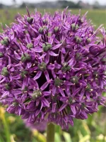 Allium Giganteum (4 ks/bal.) – Obrázok 2