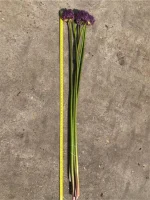 Allium Giganteum (4 ks/bal.) – Obrázok 3