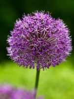 Allium Giganteum (4 ks/bal.)