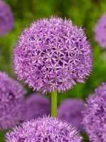 Allium Gladiator (4 ks/bal.)