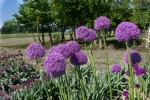 Allium Gladiator (4 ks/bal.) – Obrázok 3