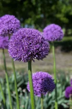 Allium Gladiator (4 ks/bal.) – Obrázok 2