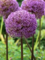 Allium Globemaster (3 ks/bal.)