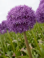 Allium Globemaster (3 ks/bal.) – Obrázok 2