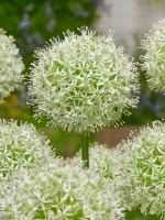 Allium Mount everest (3 ks/bal.)