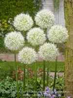 Allium Mount everest (3 ks/bal.) – Obrázok 3