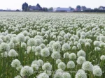 Allium Mount everest (3 ks/bal.) – Obrázok 2