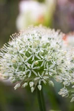 Allium Mount everest (3 ks/bal.) – Obrázok 4