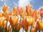 Apricot foxx (5 ks/bal.) – Obrázok 2