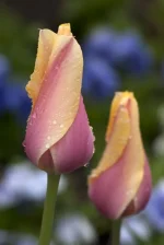 Blushing lady (5 ks/bal.)