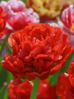 Bombastic red (5 ks/bal.)