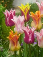 Lily flowering mixed (5 ks/bal.)