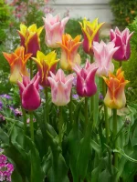 Lily flowering mixed (5 ks/bal.) – Obrázok 2
