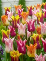 Lily flowering mixed (5 ks/bal.) – Obrázok 3