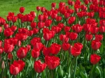 Red impression (5 ks/bal.) – Obrázok 2