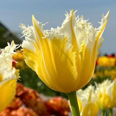 Burning flame (5 ks/bal.)