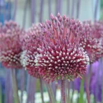 Allium Red mohican (10 ks/bal.)