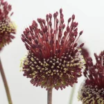 Allium Red mohican (10 ks/bal.) – Obrázok 2