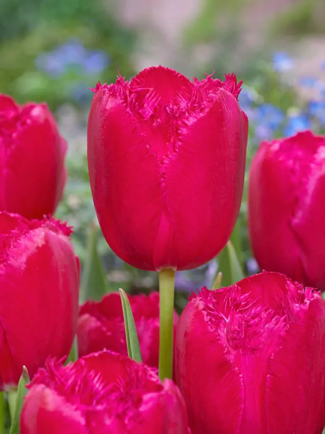 Tulipa_Burgundy_Lace_1_5 Bourgundy lace (5 ks/bal.) – Obrázok 1