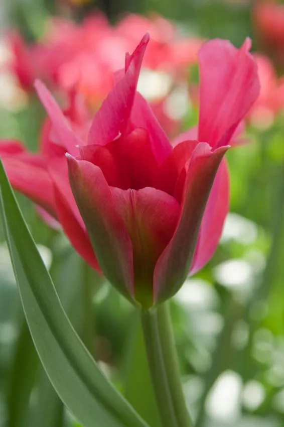Tulipa_Doll_s_Minuet_extra_3__1_1 Doll´s minuet (5 ks/bal.) – Obrázok 1