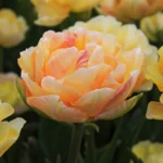 Charming lady (5 ks/bal.)