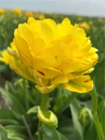 Yellow danceline (5 ks/bal.) – Obrázok 2